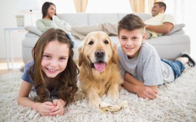Tame Your Pet Allergies With These Helpful HVAC Tips