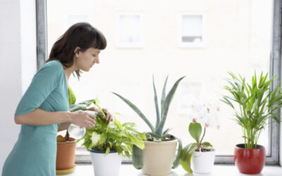4 Indoor Plants that Help Relieve Allergy Symptoms