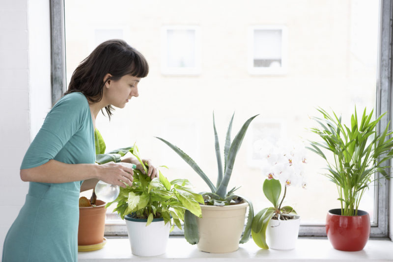 woman spraying indoor plants