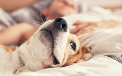 3 Ways Your Pets Affect Your HVAC System in Raleigh, NC