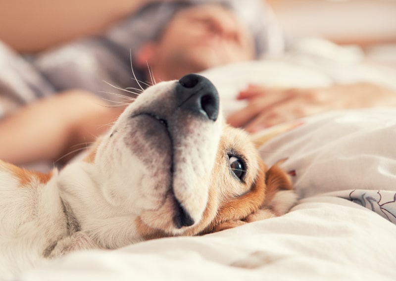 dog and owner laying in bed